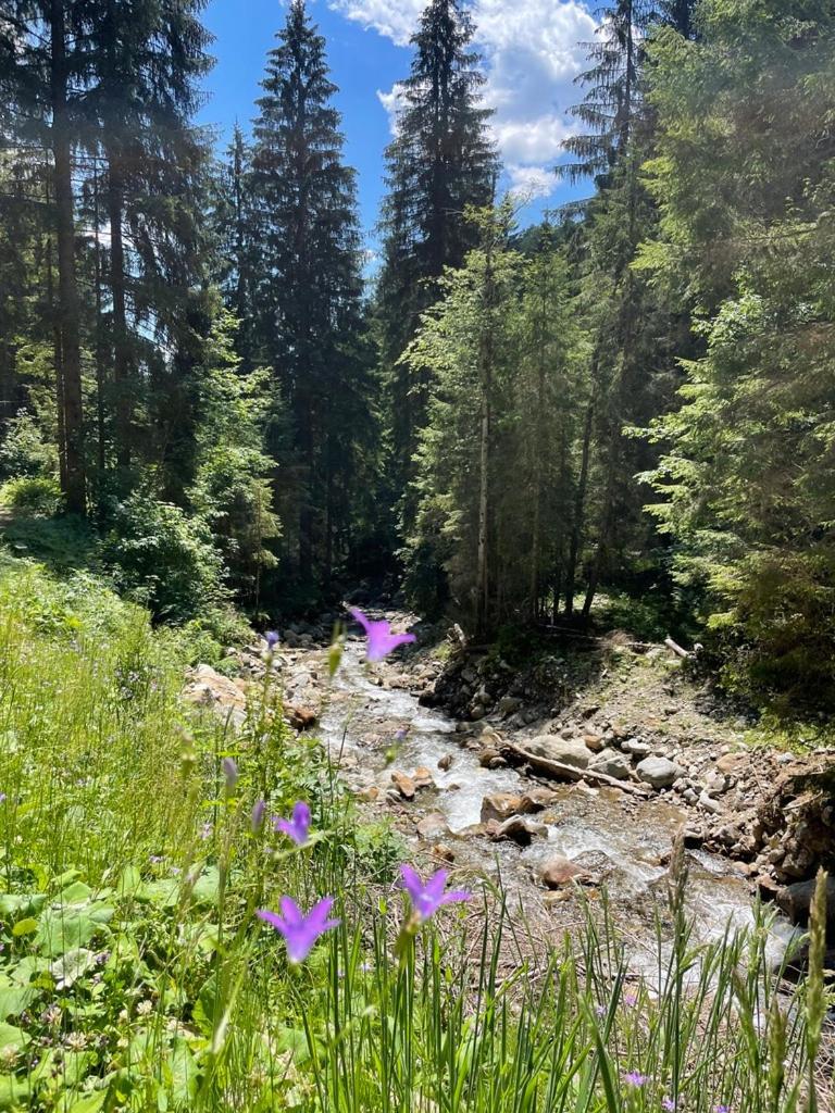 Nocky Mountains Lodge And Apartment رادينثين المظهر الخارجي الصورة